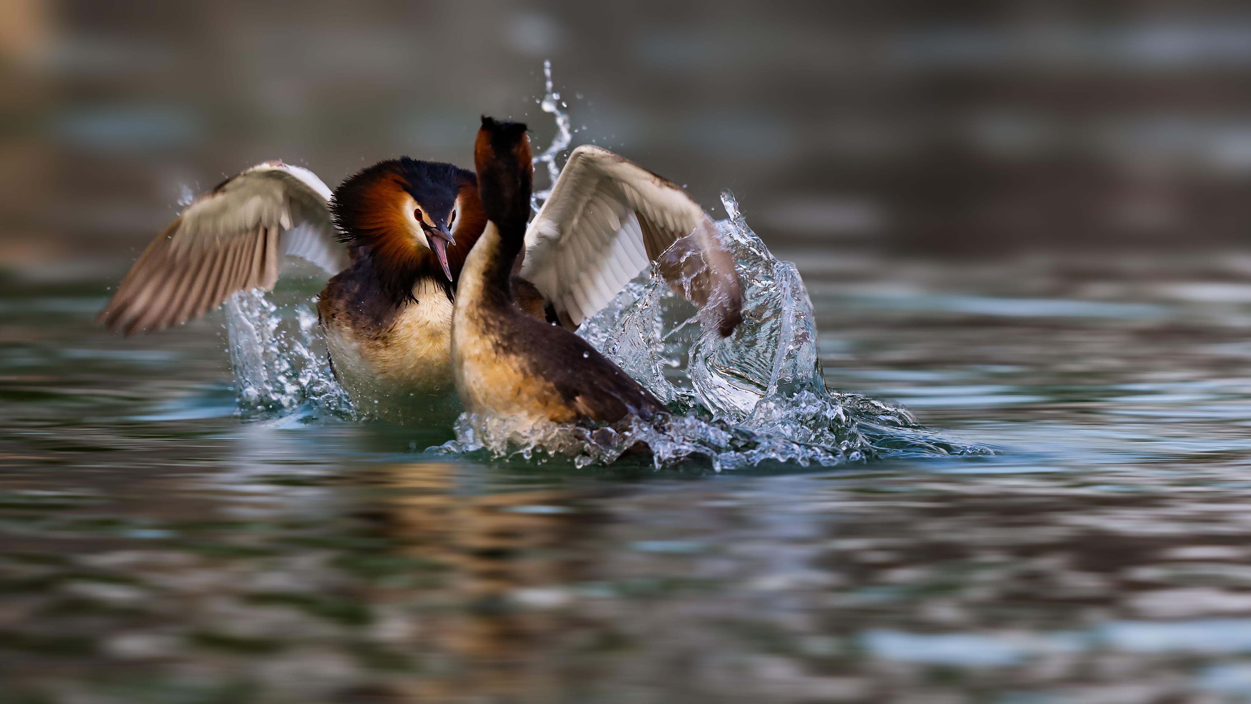 Grebe (21)